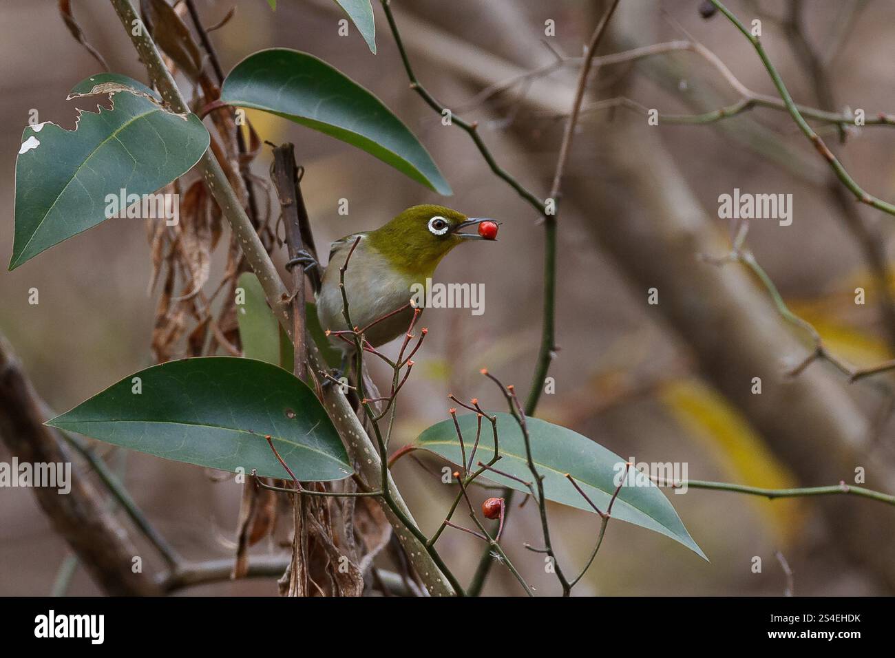 Un occhio bianco giapponese o occhio bianco Warbling (Zosterops japonicus) che mangia frutti di bosco in un parco di Kanagawa, Giappone. Foto Stock