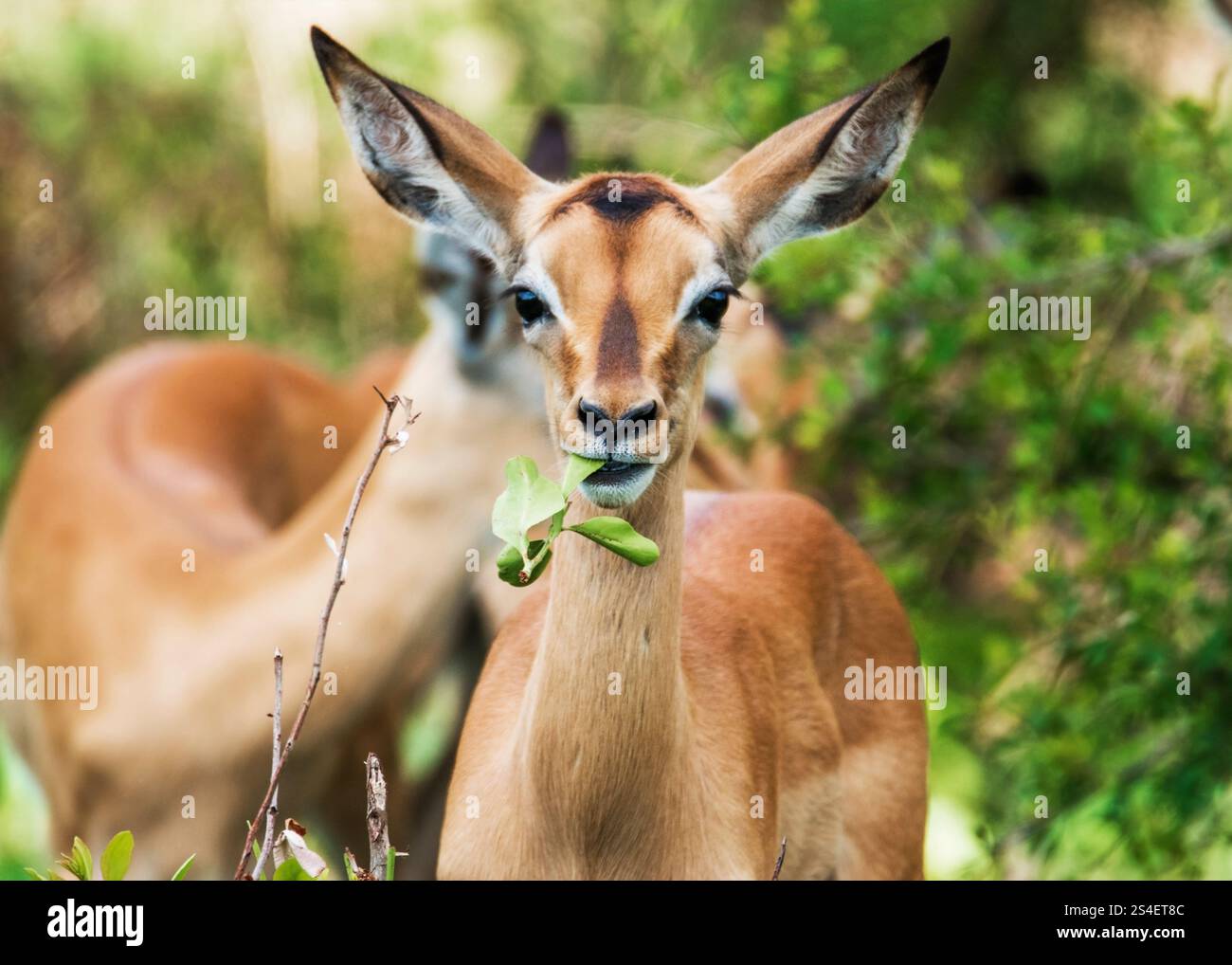 Impala Kruger National Park, Aftica meridionale Foto Stock