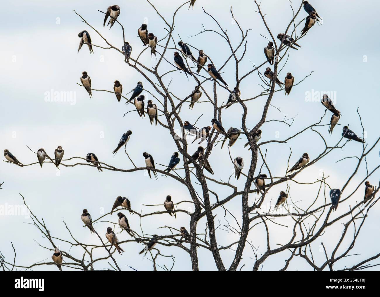 Barn European Swallows Kruger National Park, Sudafrica Foto Stock