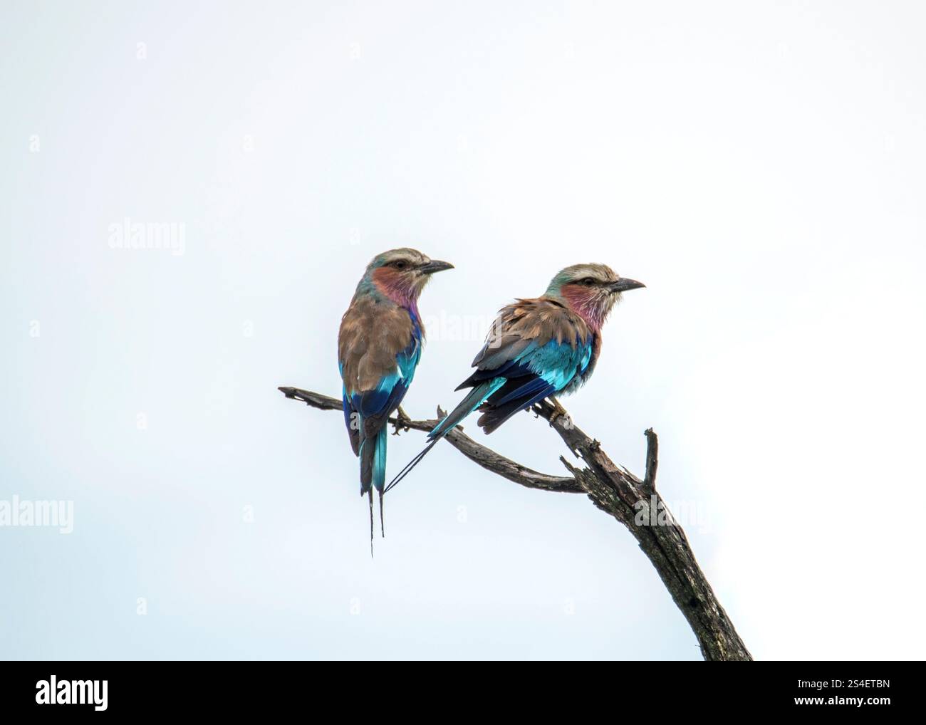 Parco nazionale European Roller Kruger Sudafrica Foto Stock