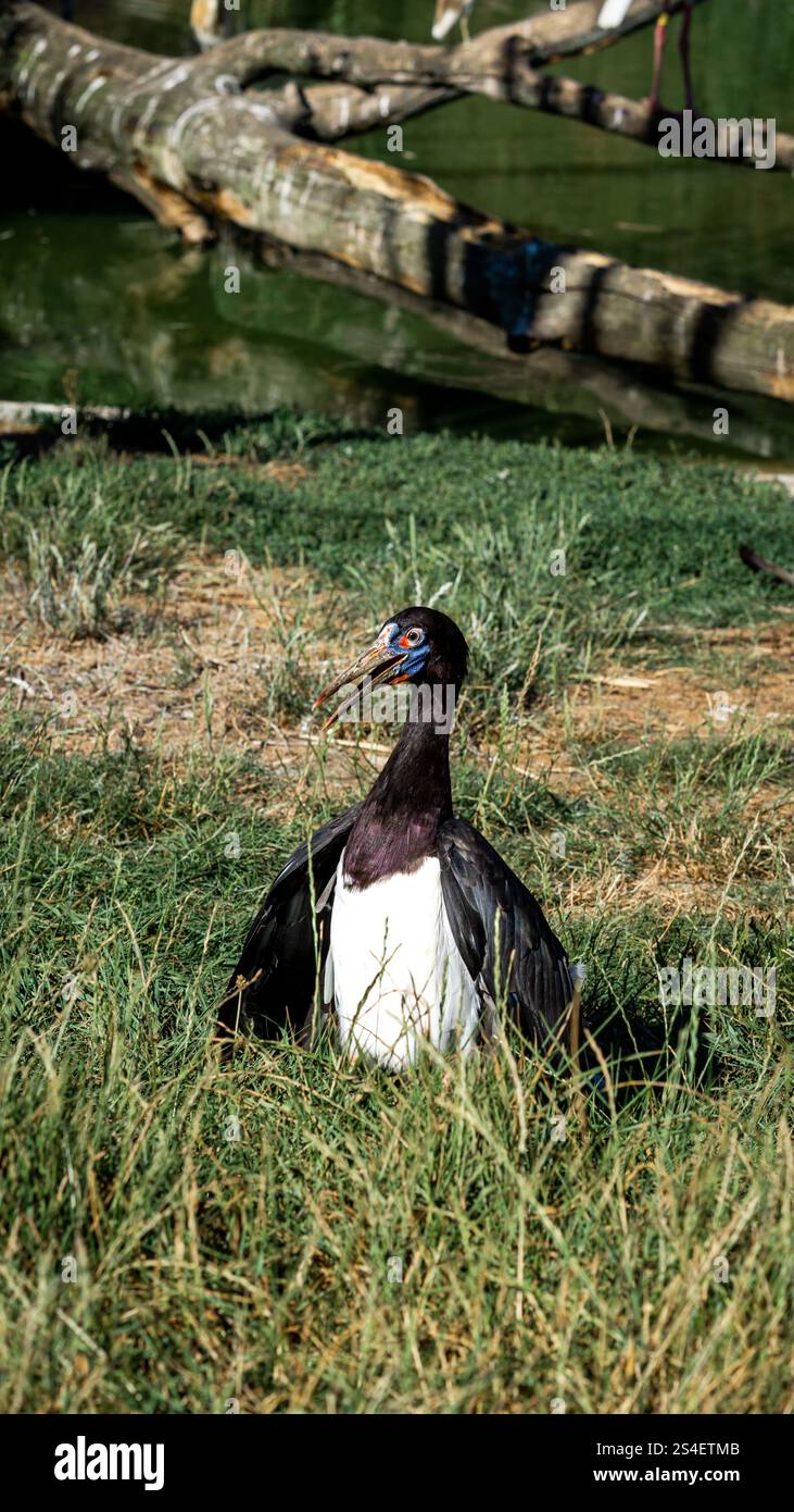 Una cicogna Abdim poggia graziosamente sull'erba verde lussureggiante, il suo sorprendente piumaggio scuro e le colorate marcature facciali che aggiungono un tocco di eleganza. Foto Stock
