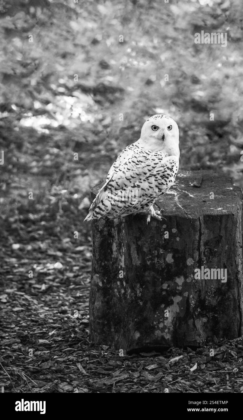 Una splendida ed elegante gufo bianco arroccato su un tronco di albero, che fissa direttamente la telecamera. Foto Stock