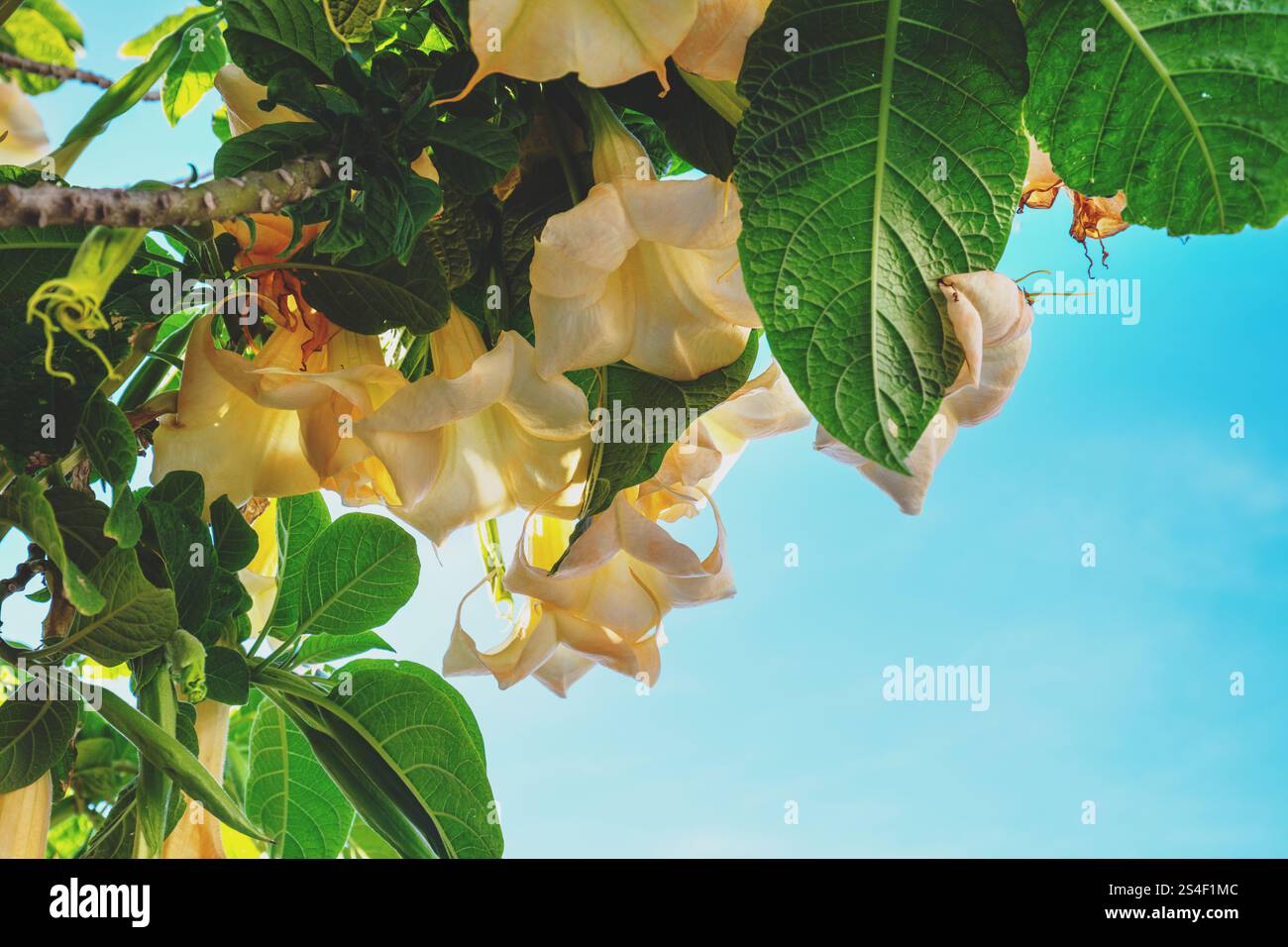 Rami fioriti di Brugmansia contro il cielo blu. Sfondo naturale Foto Stock