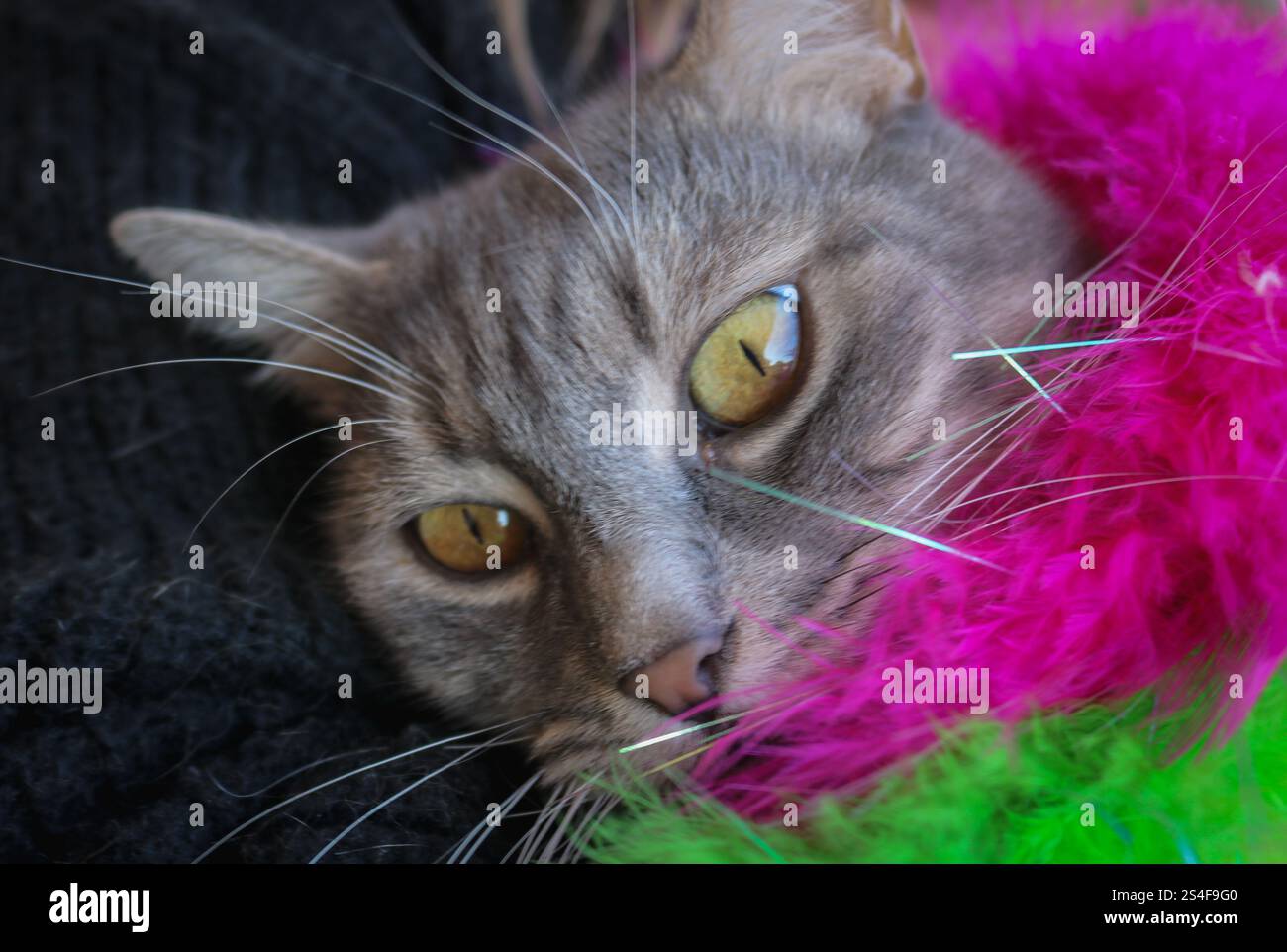 Cute cat Foto Stock