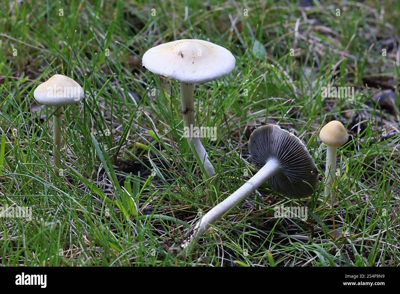 Leratiomyces percevalii, detto anche Stropharia percevalii, comunemente noto come trecce di pacciame, funghi selvatici della Finlandia Foto Stock