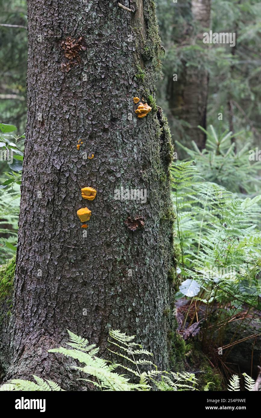 Pycnoporellus fulgens, un fungo arancione a mensola che cresce sulla betulla in Finlandia, nessun nome inglese comune Foto Stock