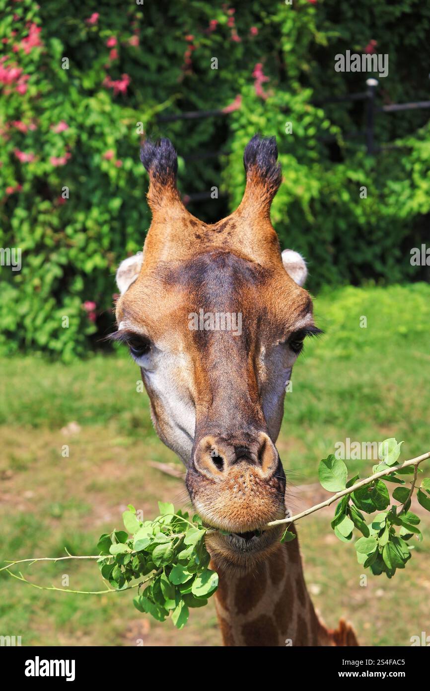 Giraffa strisciando le foglie dal ramo con la sua lingua prehensile Foto Stock