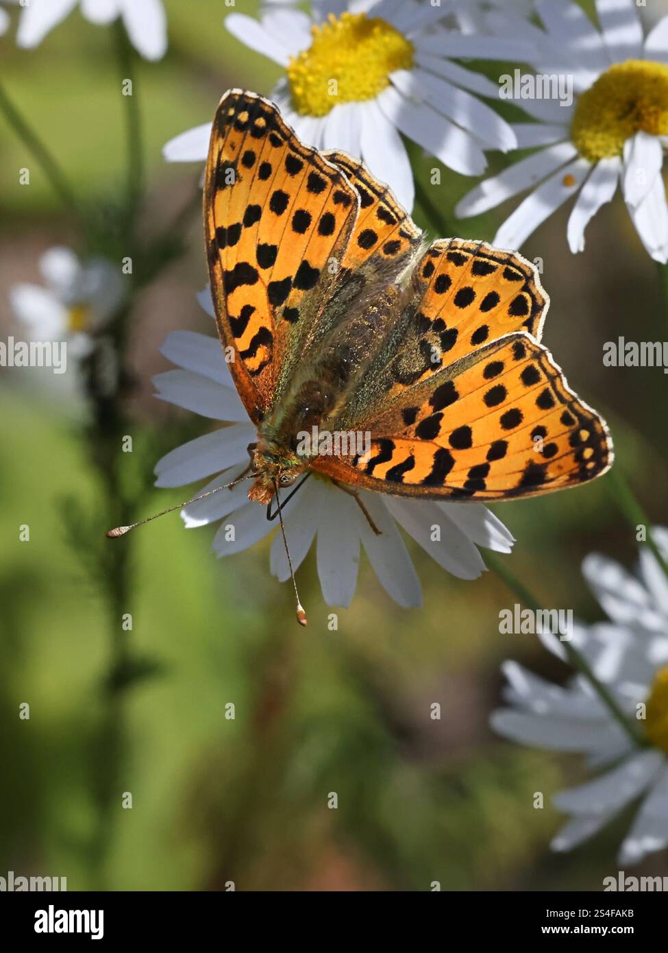 Regina di Spagna fritillaria, Issoria lathonia, farfalla dalla Finlandia Foto Stock
