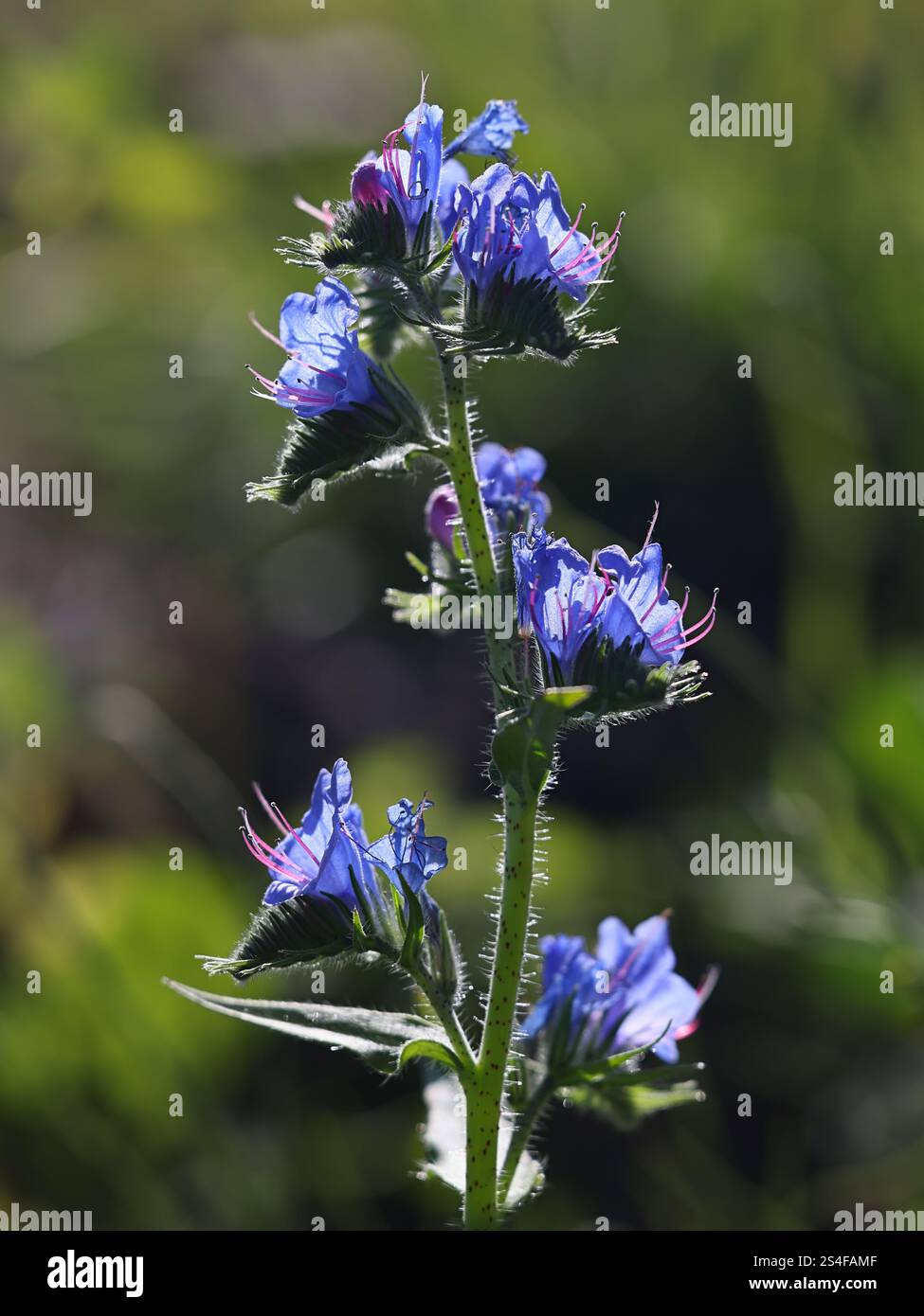 Bugloss di Viper, Echium vulgare, noto anche come Blue Devil o Blueweed, pianta selvatica della Finlandia Foto Stock