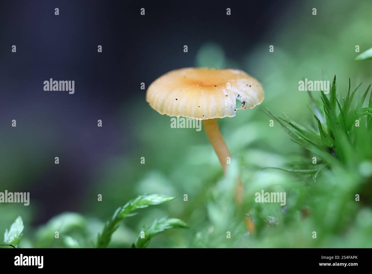 Fibula Rickenella, chiamata anche fibula Omphalina, comunemente nota come musscap arancione o muschio arancione agarico, fungo proveniente dalla Finlandia Foto Stock