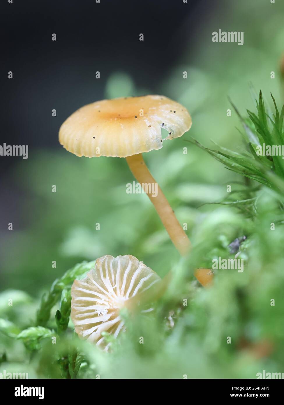 Fibula Rickenella, chiamata anche fibula Omphalina, comunemente nota come musscap arancione o muschio arancione agarico, fungo proveniente dalla Finlandia Foto Stock