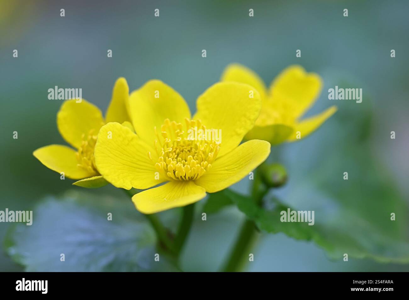 Caltha palustris, comunemente nota come palude-calendula o kingcup, pianta selvatica della Finlandia Foto Stock