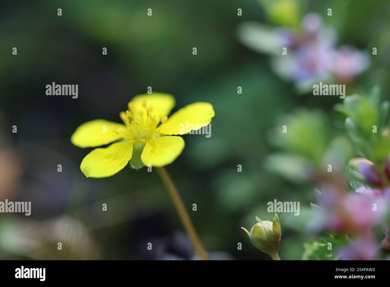Cinquefoil strisciante, Potentilla reptans, noto anche come cinquefoil europeo o tormentil strisciante, pianta di fioritura selvatica dalla Finlandia Foto Stock