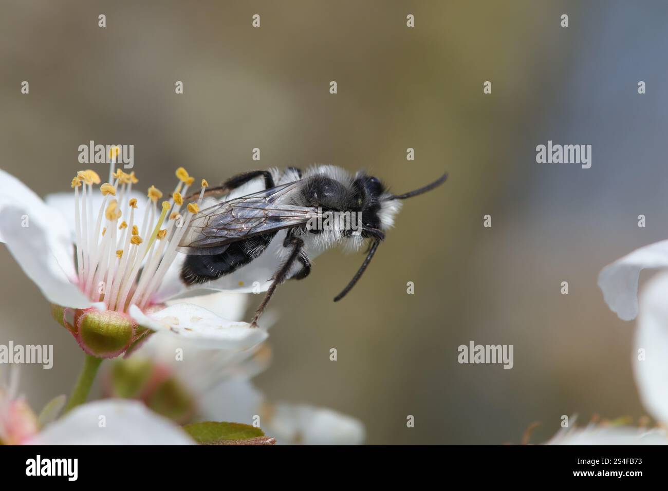 Andrène cinéraire (Andrena cineraria) Andrena cineraria nel suo elemento naturale Foto Stock