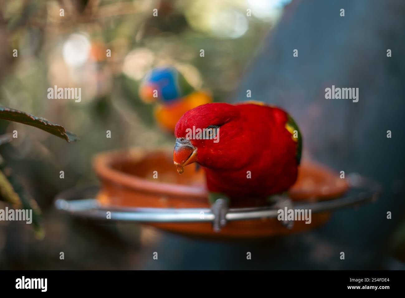 Pappagallo rosso sull'alimentatore Foto Stock
