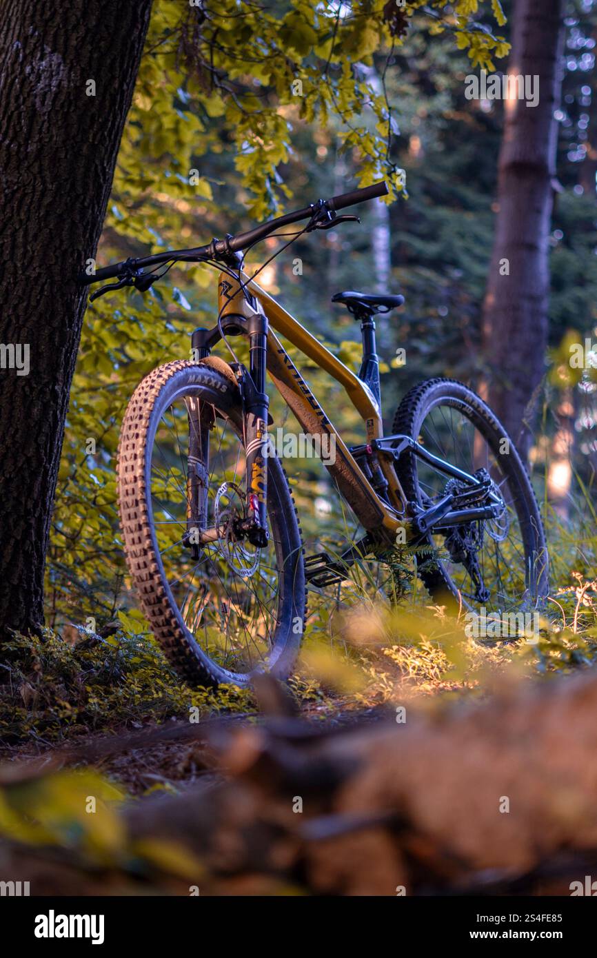 Mountain bike sul sentiero della foresta Foto Stock