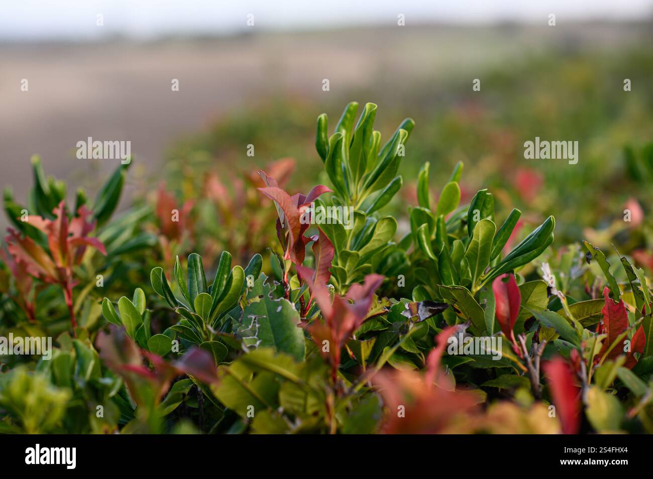 Evergreen si abbina a un design da cortile Foto Stock