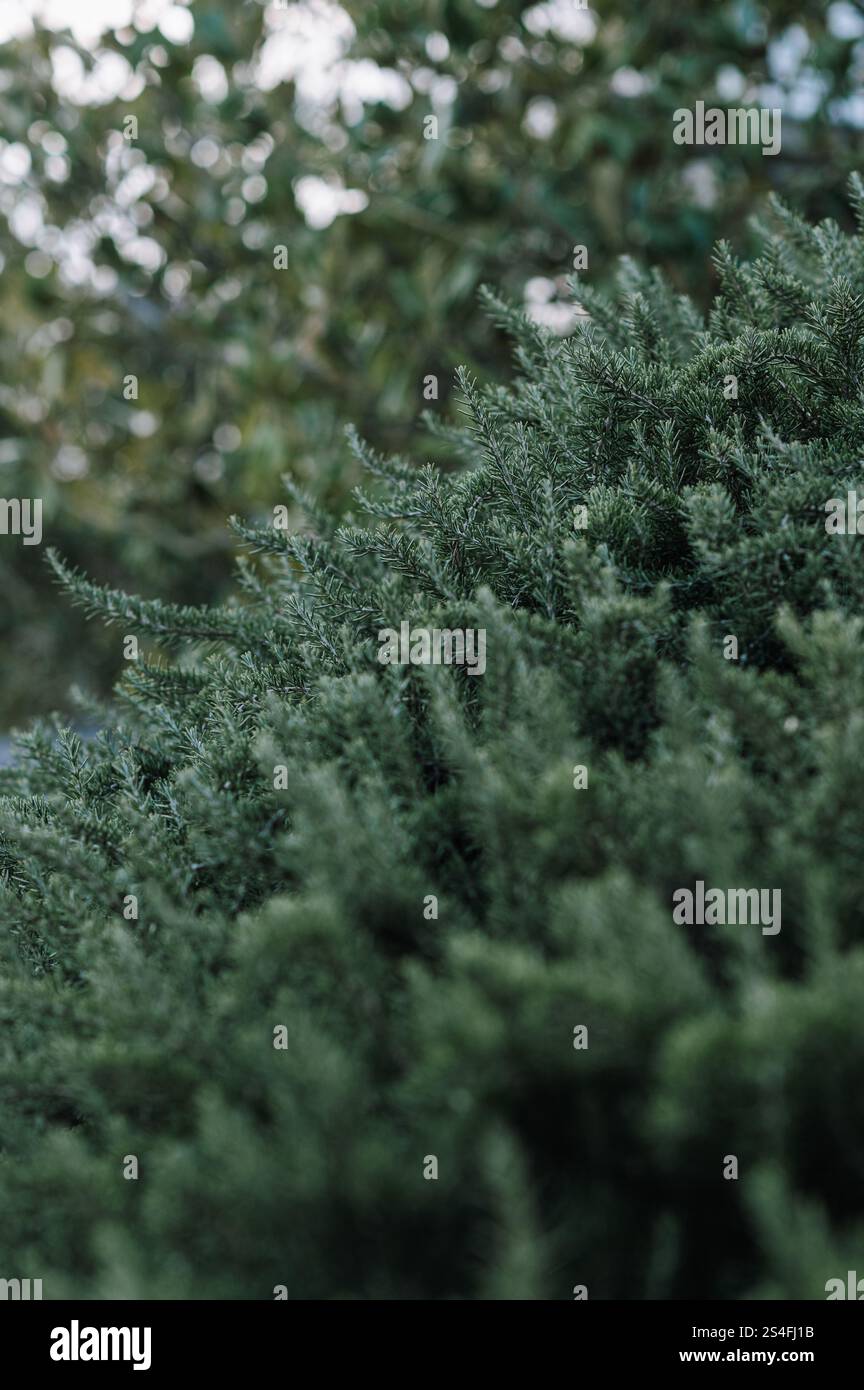 Evergreen si abbina a un design da cortile Foto Stock