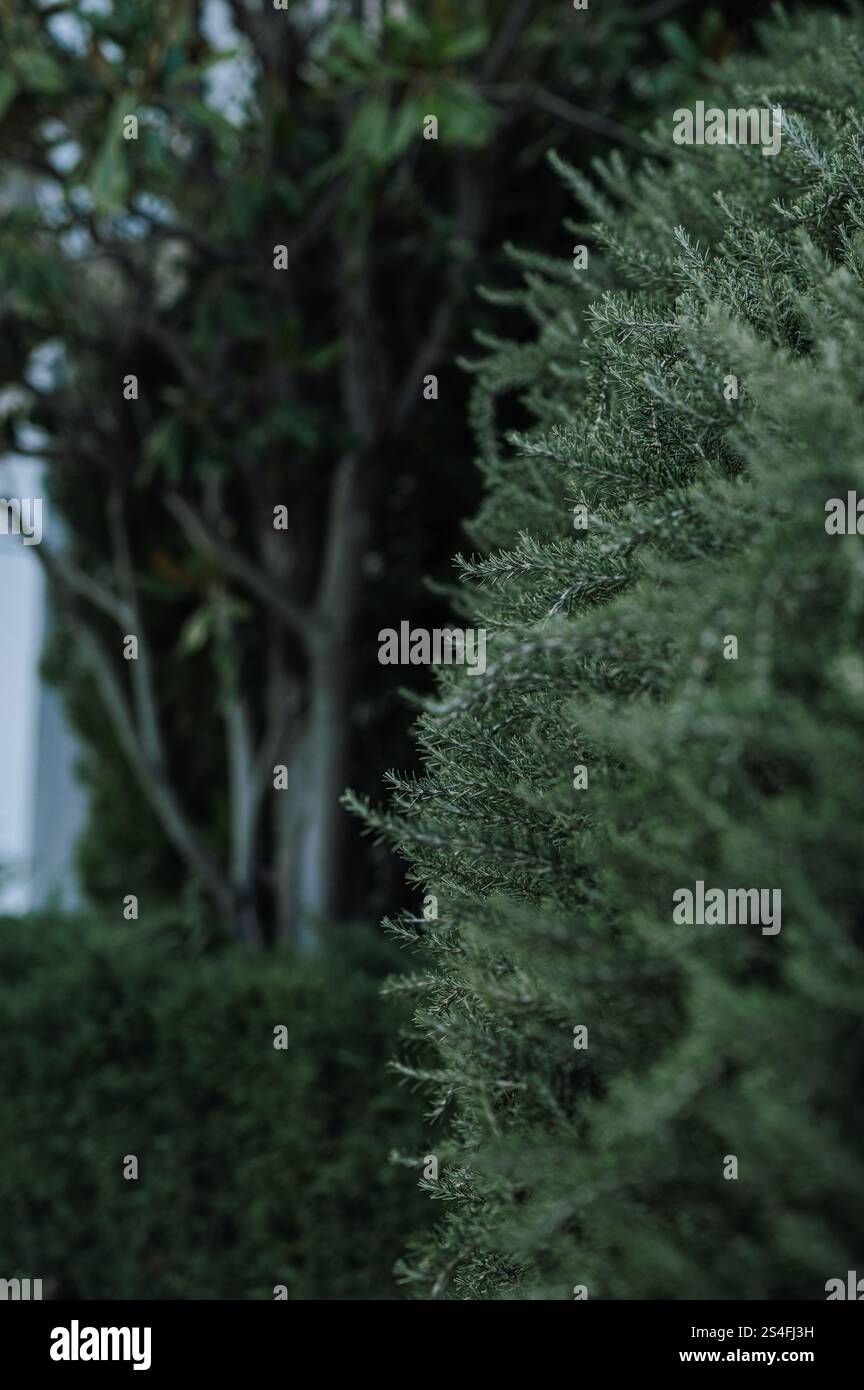Evergreen si abbina a un design da cortile Foto Stock