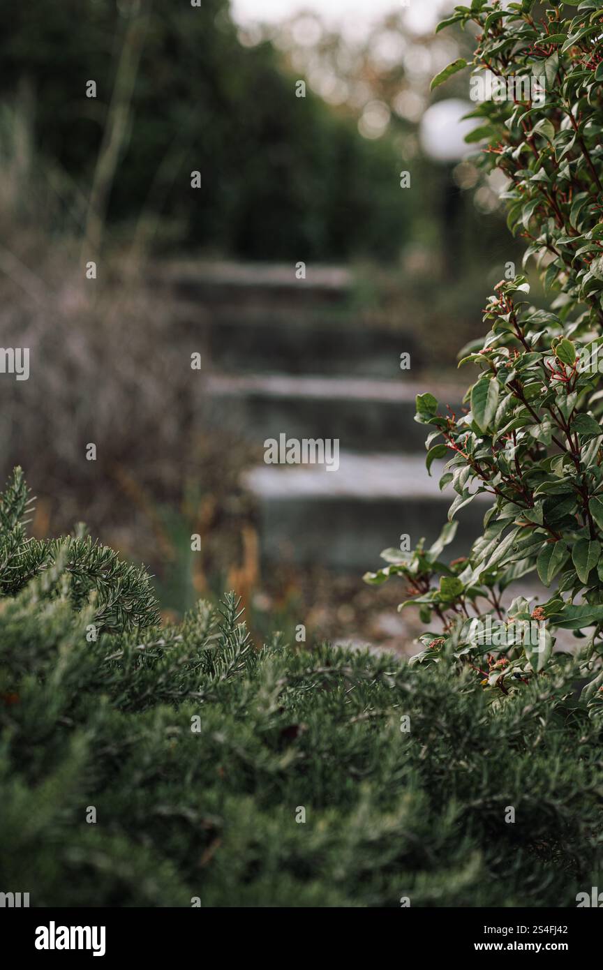 Evergreen si abbina a un design da cortile Foto Stock