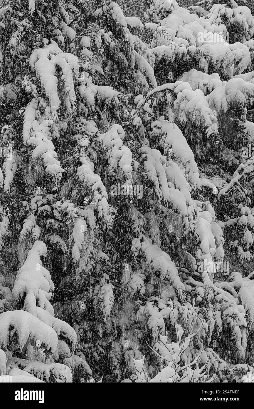 Rami di alberi ricoperti di neve in inverno Foto Stock
