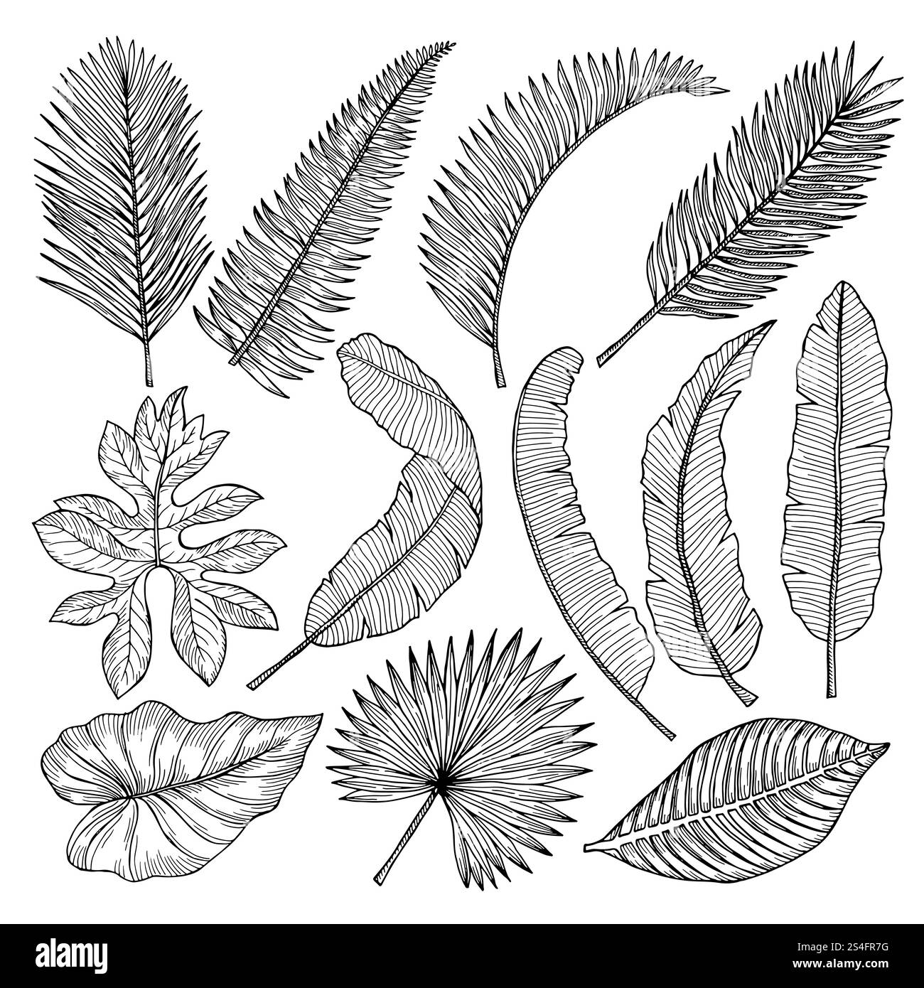 Immagini floreali disegnate a mano di foglie tropicali. Immagini vettoriali impostate. Illustrazione di schizzi floreali di foglie esotiche. Immagini floreali disegnate a mano di foglie tropicali. Immagini vettoriali impostate Illustrazione Vettoriale