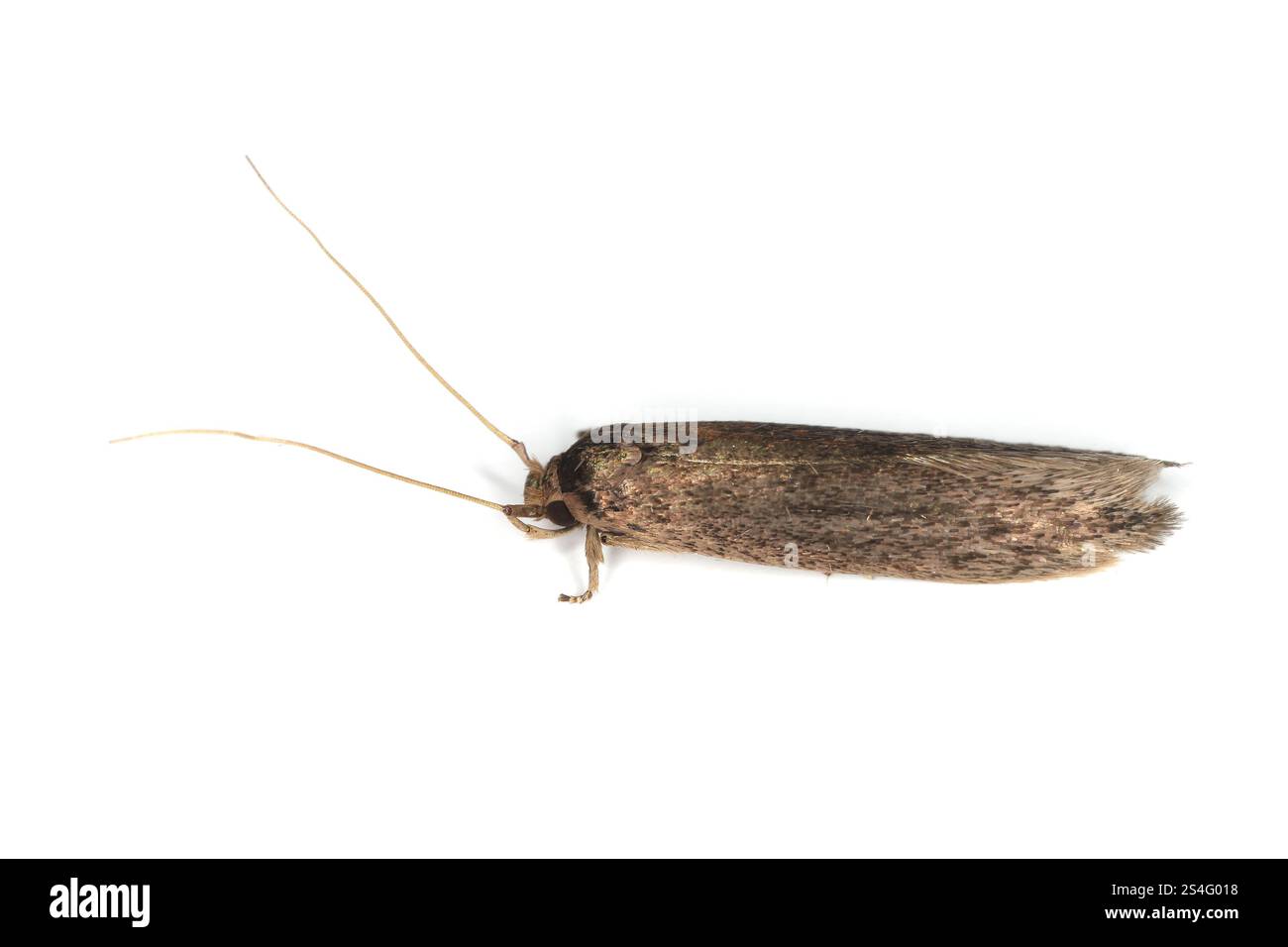 Falena di banana chiamata anche Moth di canna da zucchero, Opogona sacchari. Un parassita pericoloso e invasivo di molte piante. Una falena su sfondo bianco. Foto Stock