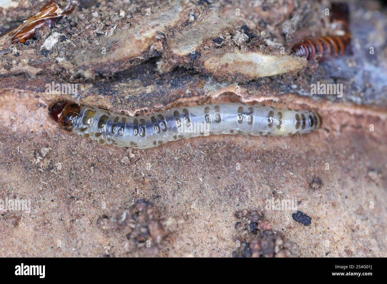 Falena di banana chiamata anche Moth di canna da zucchero, Opogona sacchari. Un parassita pericoloso e invasivo di molte piante. Caterpillar sotto la corteccia. Foto Stock