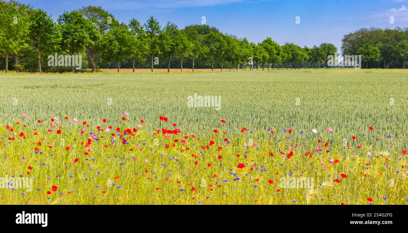 Campo di segale e fiori selvatici vicino a Orvelte, Paesi Bassi Foto Stock