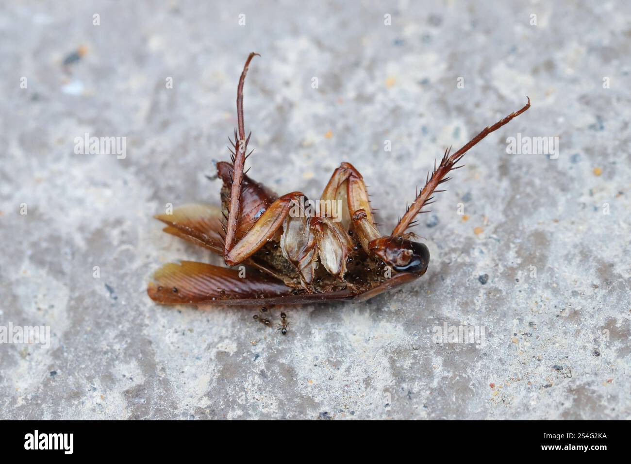 Scarafaggio americano morto (Periplaneta americana) primo piano di un insetto adulto steso sul pavimento. Foto Stock