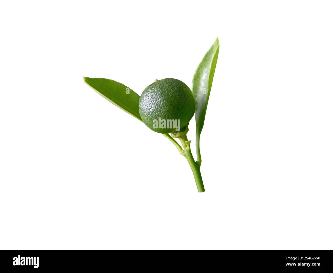 Frutta acuta verde agrumata e foglie ramificate isolate su bianco. Calamondin o calamansi ibridi. Foto Stock