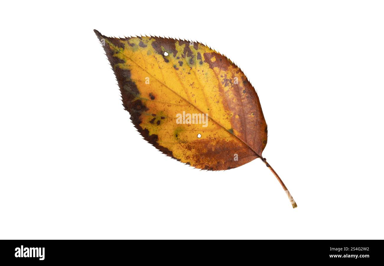 Foglie autunnali isolate su bianco. Colori autunnali. Foglia marrone gialla colorata con margini dentellati scuri. Foto Stock