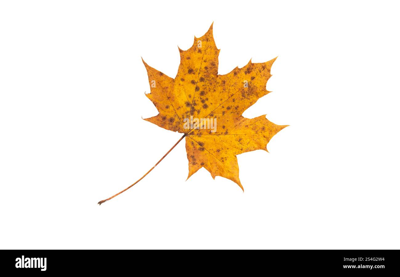 Foglia d'acero autunnale isolata su bianco. Colori autunnali. Foglia gialla con macchie marroni. Foto Stock