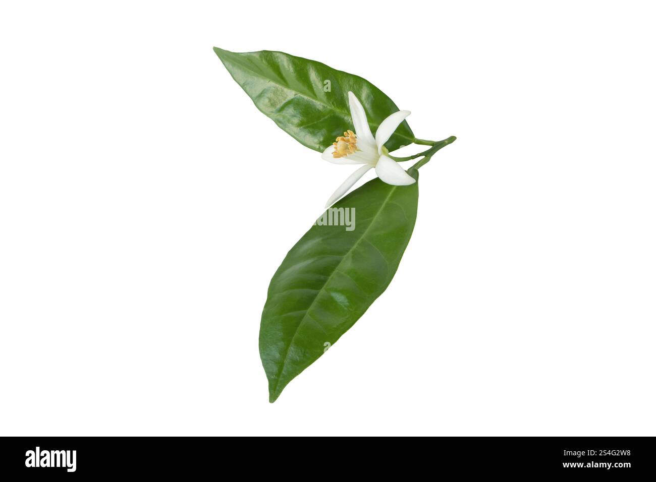 Fiori d'arancio con foglie isolate su bianco. Fiore di Neroli. Petali bianchi e stami gialli. Fiorisce una fragranza dolce. Foto Stock