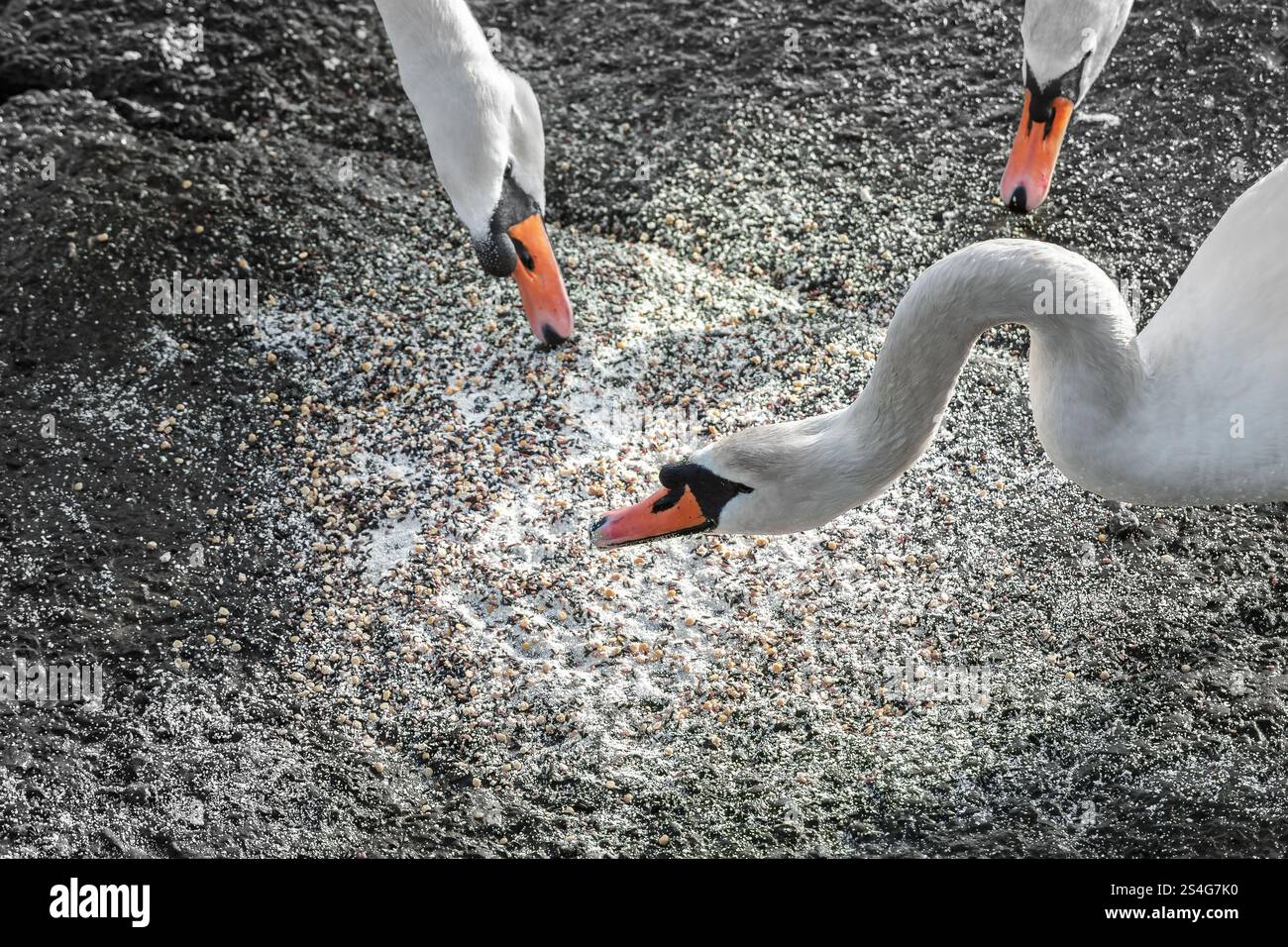 Gruppo di cigni durante una giornata invernale di sole, nella città di Limerick, vicino al fiume Shannon, in Irlanda Foto Stock