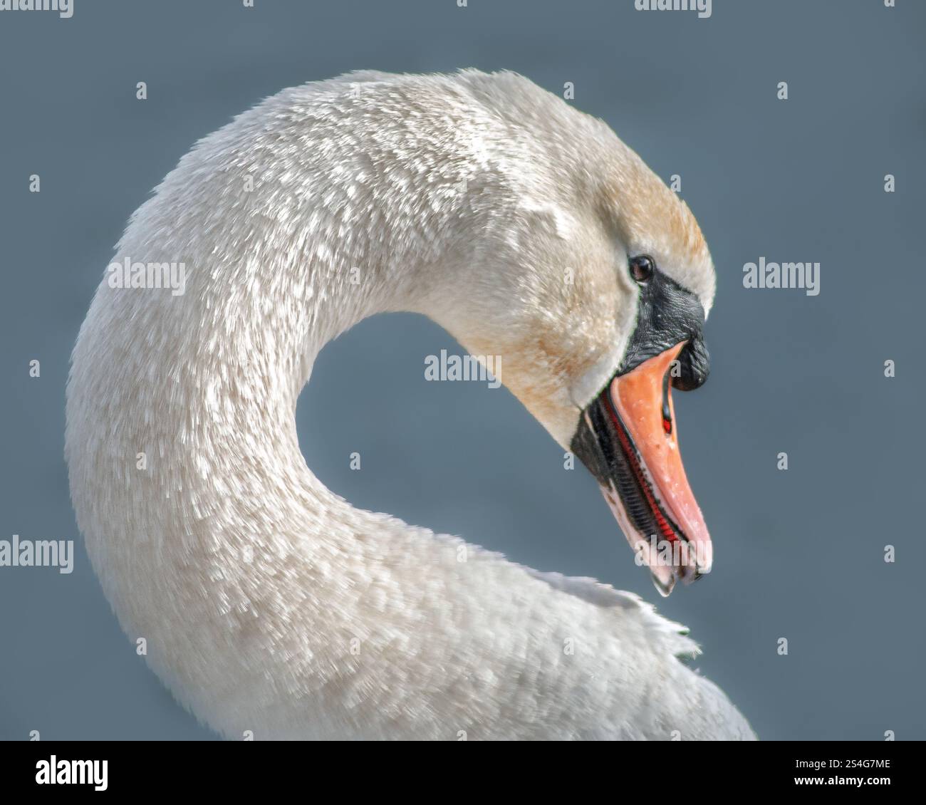Colpo alla testa del cigno bianco dal lato. aspetto sospetto, minaccioso, serio di un cigno. Uccello in primo piano su sfondo blu cielo. Foto Stock