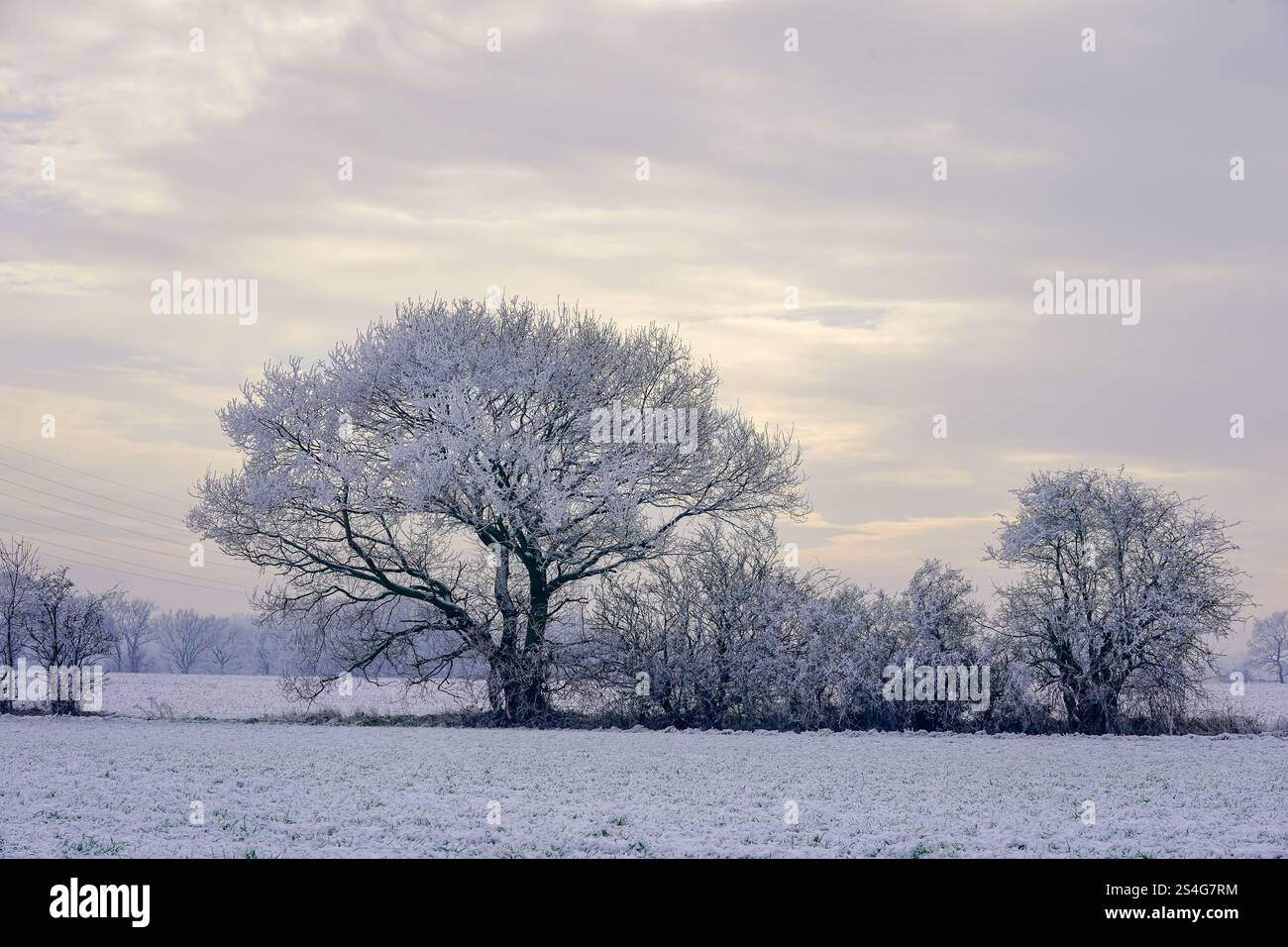 Il 2025 inizia con una copertura di neve a Warrington, sabato 11 gennaio 2025. Credito: James Giblin Photography. Foto Stock
