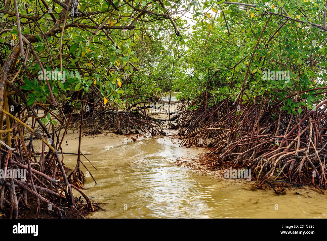 Vegetazione di mangrovie dove il fiume incontra il mare alla spiaggia di Sargi a Serra Grande sulla costa meridionale di Bahia Foto Stock