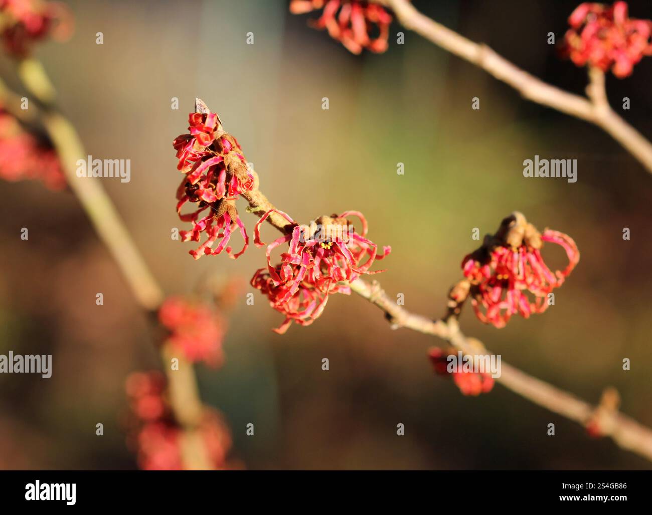 Primo piano della strega Hazel o di Hamamelis Intermedia "Ruby Glow" Foto Stock