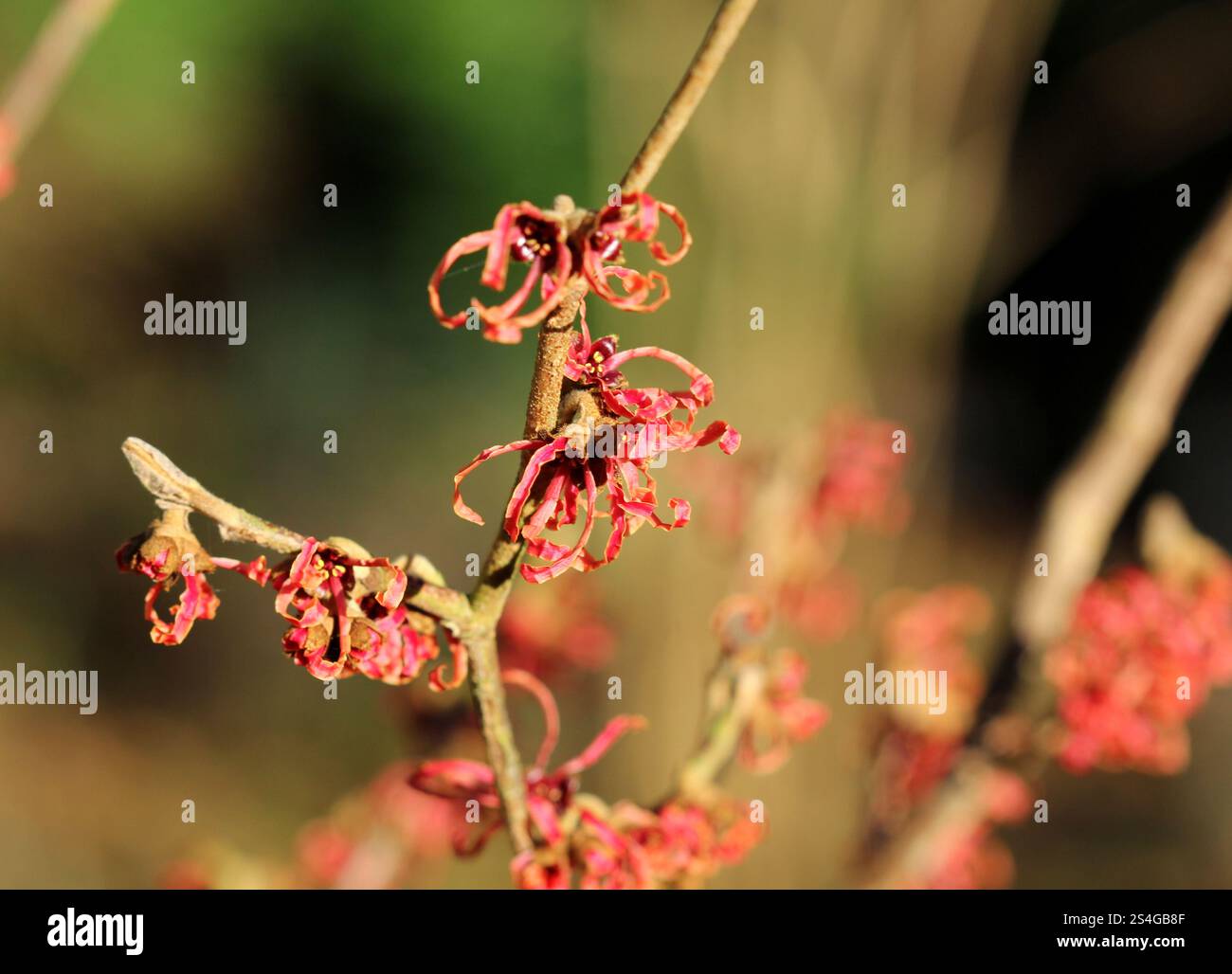Primo piano della strega Hazel o di Hamamelis Intermedia "Ruby Glow" Foto Stock