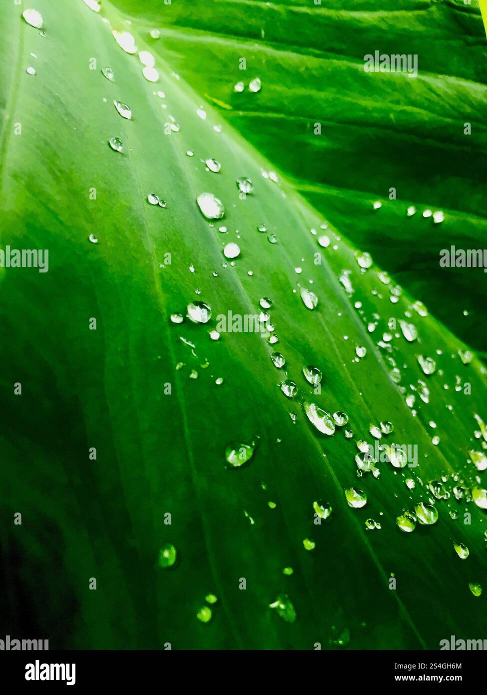 Foto macro dettagliata di una foglia verde adornata da scintillanti goccioline d'acqua. La freschezza della rugiada riflette la pura essenza della natura, evocando un senso Foto Stock