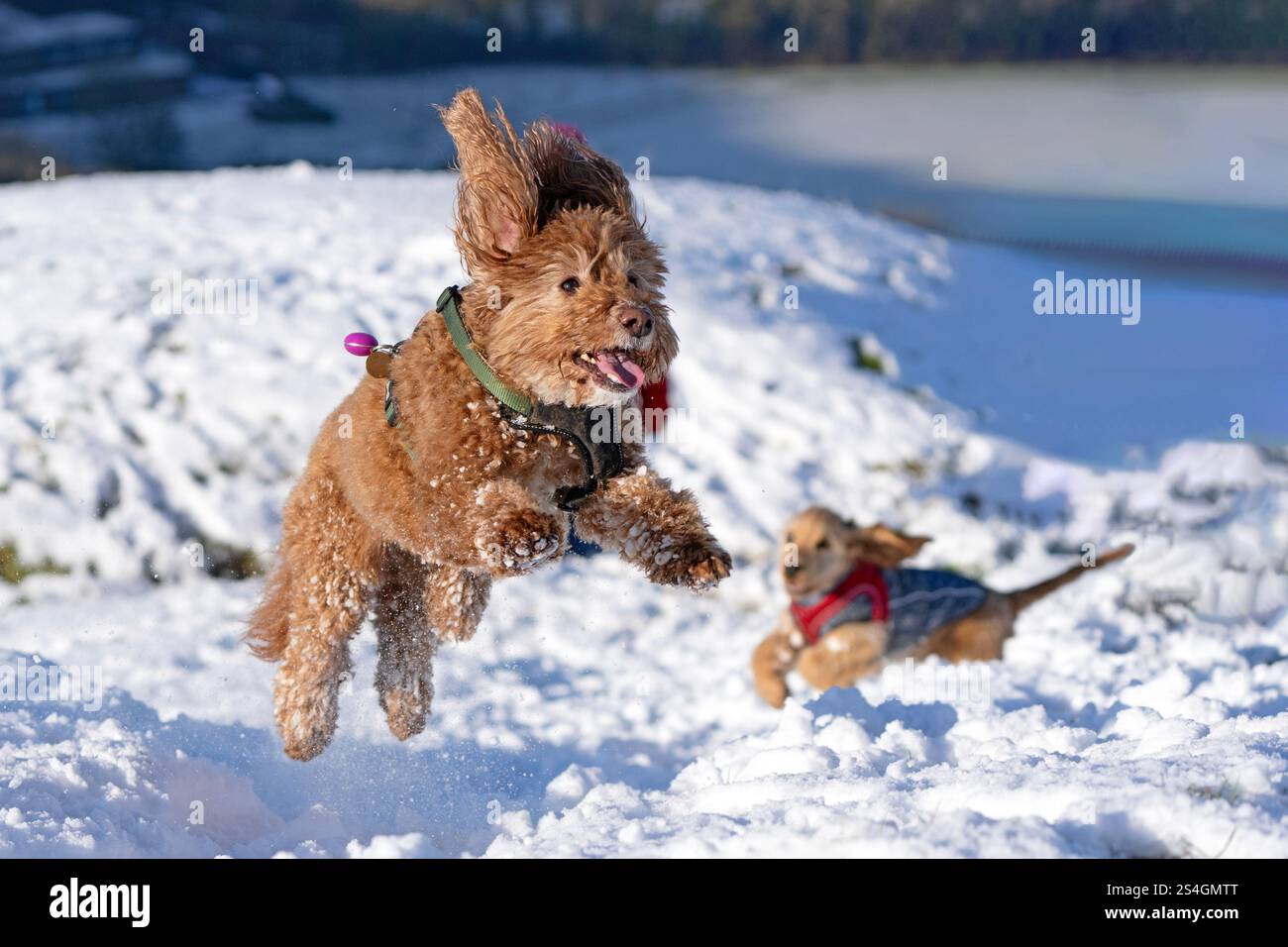 Cockapoo- Canis lupus familiaris e dachshund dai capelli lunghi che giocano sulla neve. Foto Stock