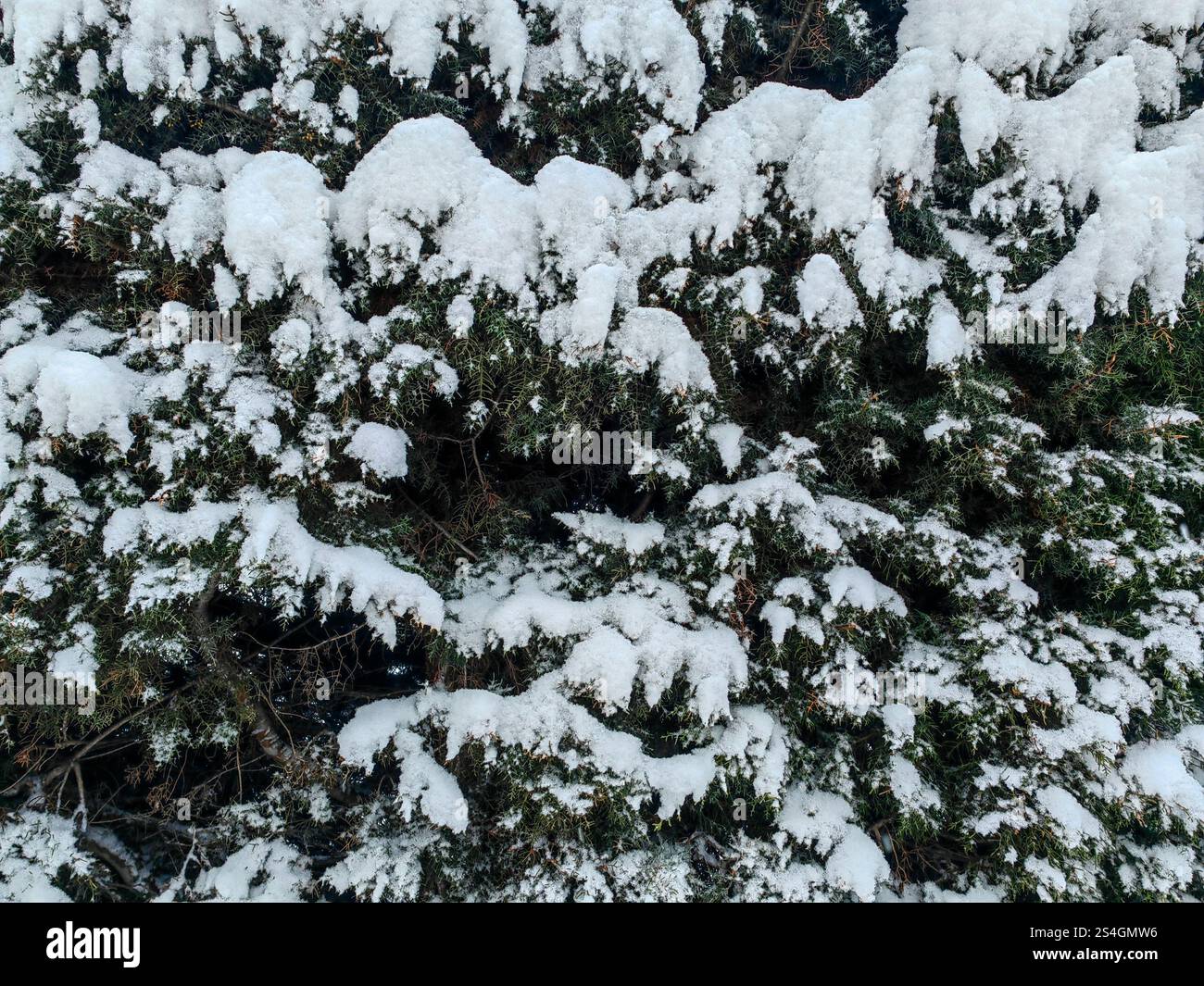 Rami di alberi ricoperti di neve in inverno Foto Stock