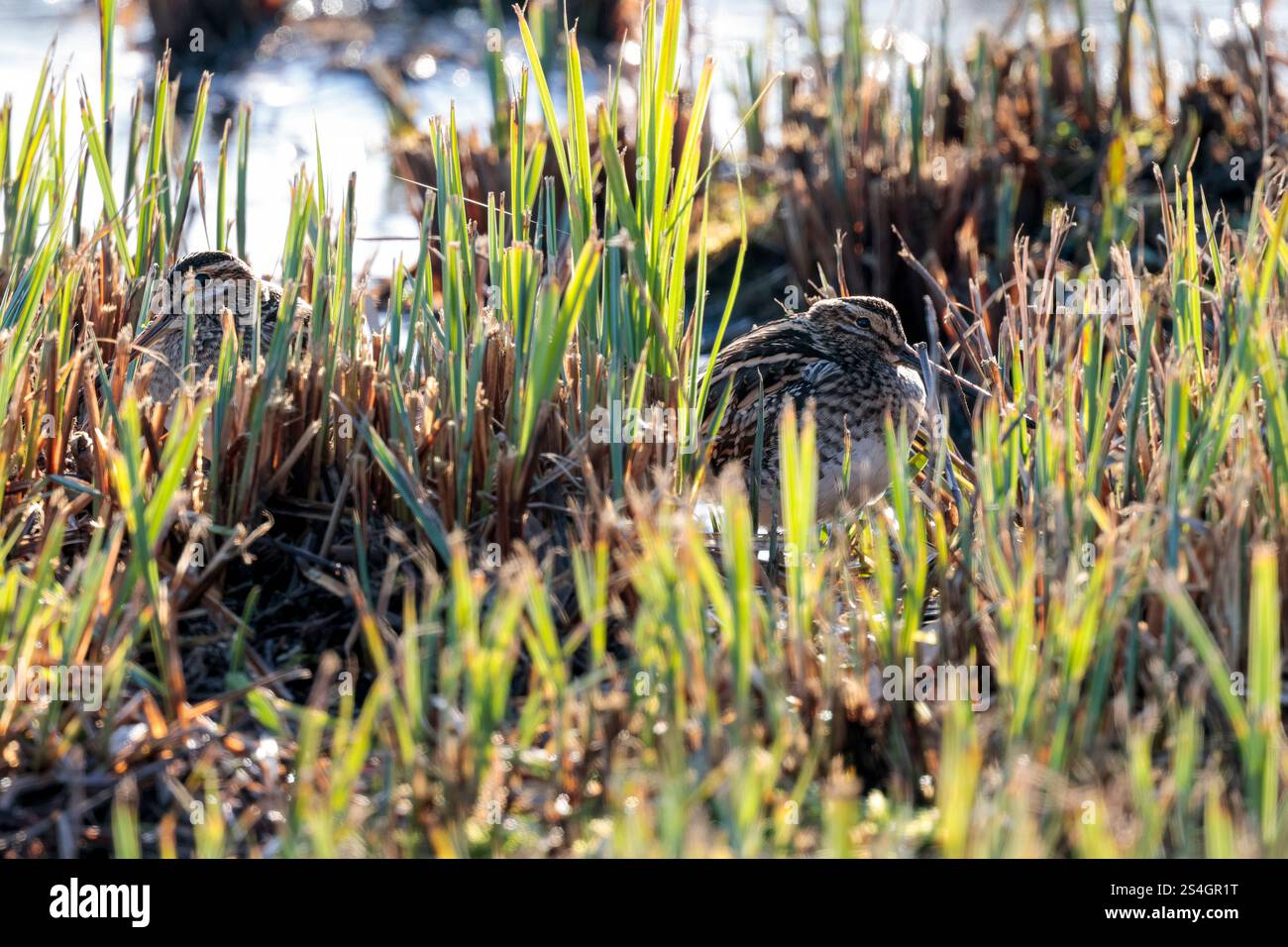 Cassone gnocchiato Snipe Gallinago x2 con becco dritto molto lungo piumaggio marrone buffastro striato da linee bianche e nere strisce scure sulla testa in canne tagliate Foto Stock