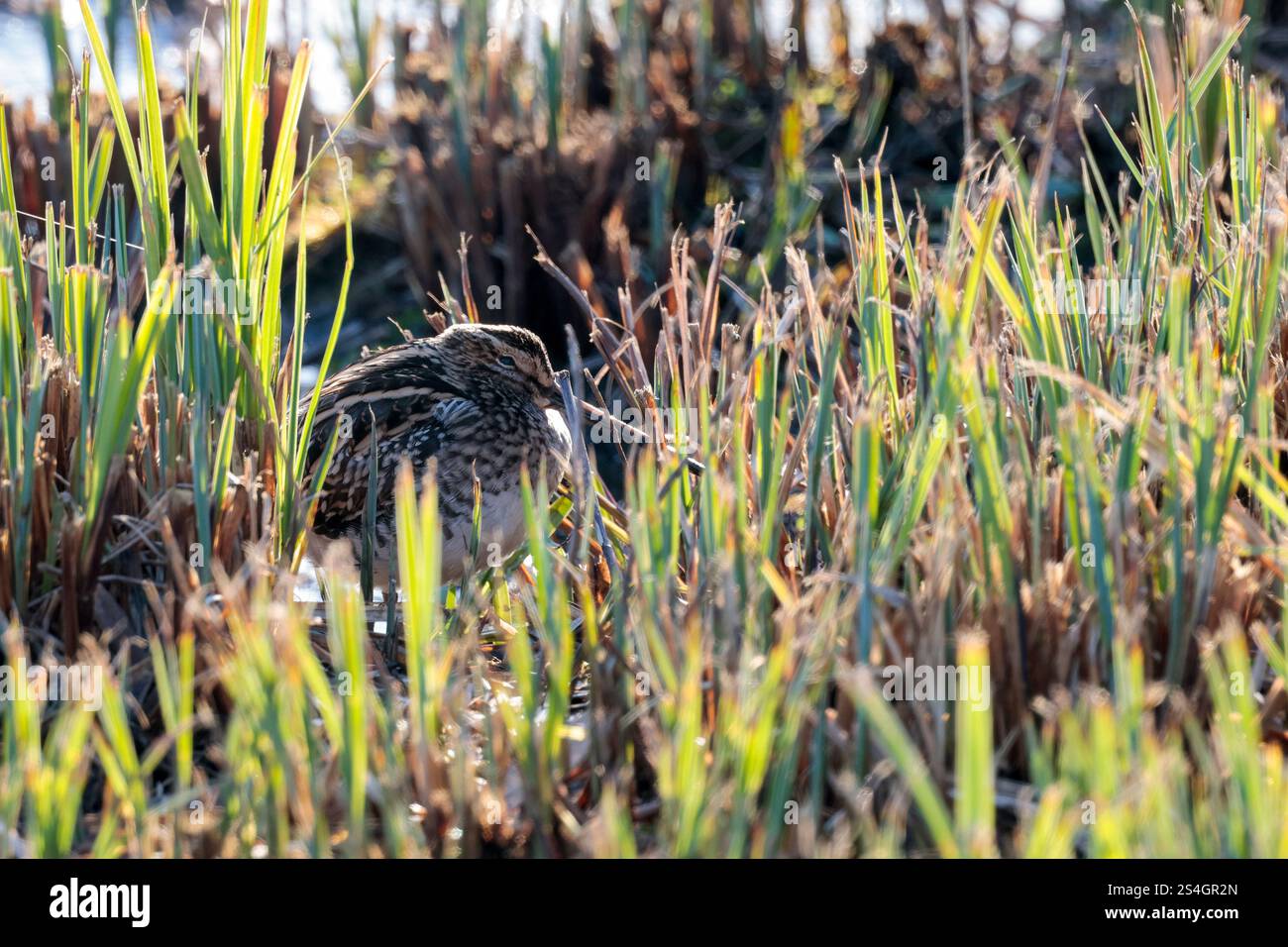 Cassone gnocchiato Snipe Gallinago x2 con becco dritto molto lungo piumaggio marrone buffastro striato da linee bianche e nere strisce scure sulla testa in canne tagliate Foto Stock
