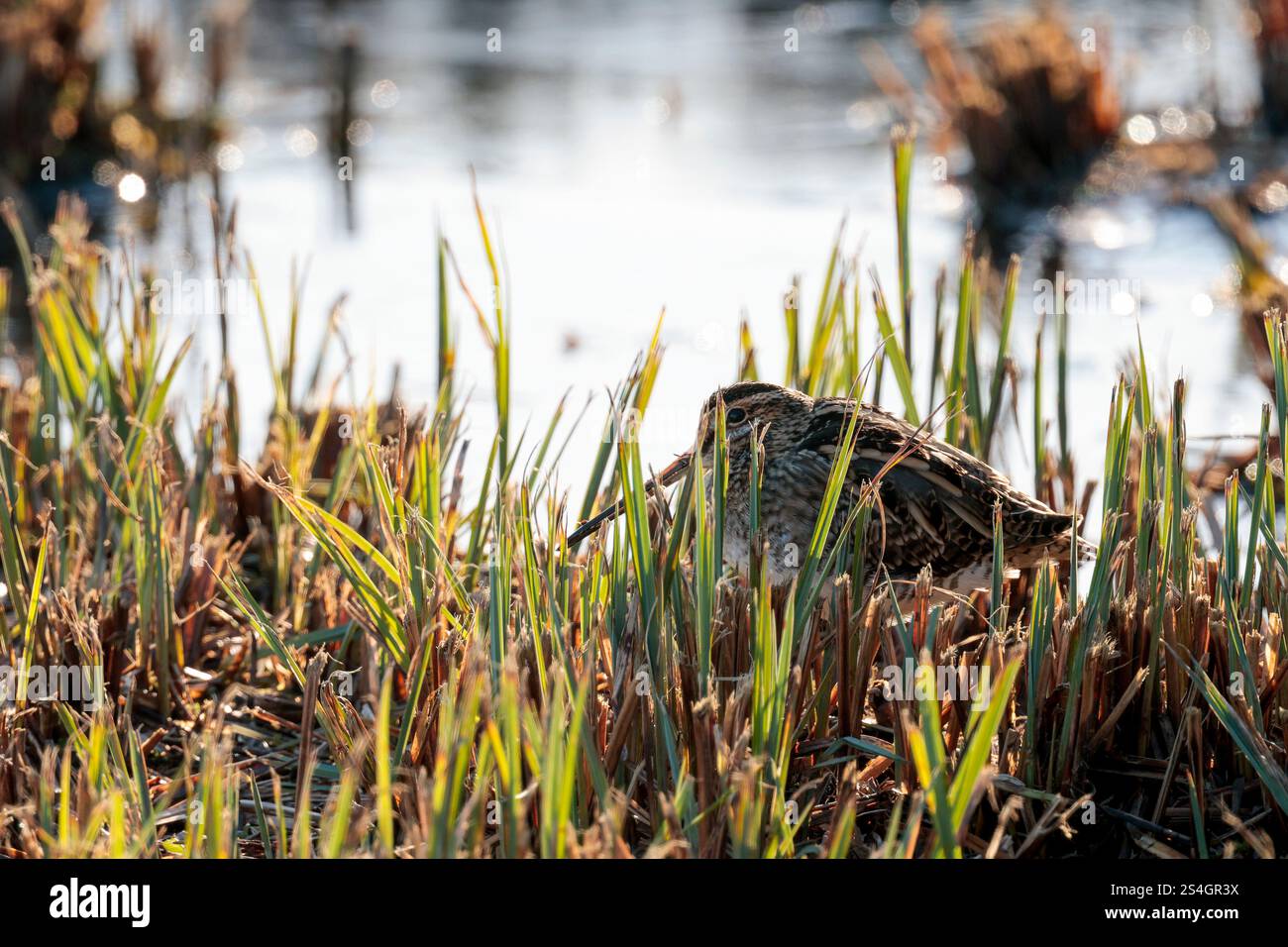 Cassone gnocchiato Snipe Gallinago x2 con becco dritto molto lungo piumaggio marrone buffastro striato da linee bianche e nere strisce scure sulla testa in canne tagliate Foto Stock