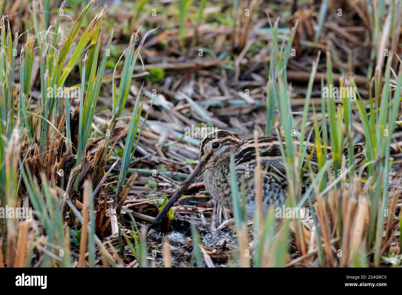 Cassone gnocchiato Snipe Gallinago x2 con becco dritto molto lungo piumaggio marrone buffastro striato da linee bianche e nere strisce scure sulla testa in canne tagliate Foto Stock