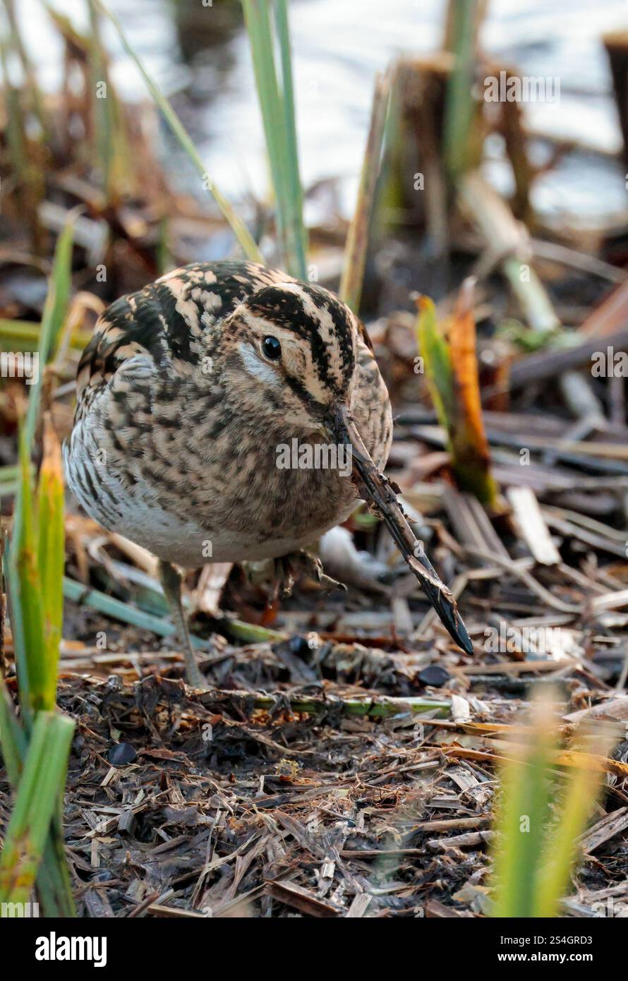 Cassone gnocchiato Snipe Gallinago x2 con becco dritto molto lungo piumaggio marrone buffastro striato da linee bianche e nere strisce scure sulla testa in canne tagliate Foto Stock