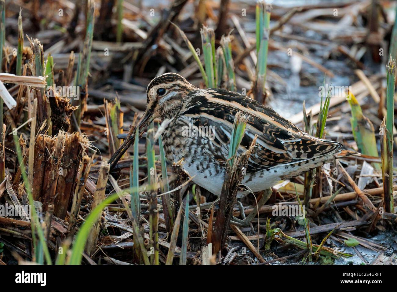 Cassone gnocchiato Snipe Gallinago x2 con becco dritto molto lungo piumaggio marrone buffastro striato da linee bianche e nere strisce scure sulla testa in canne tagliate Foto Stock