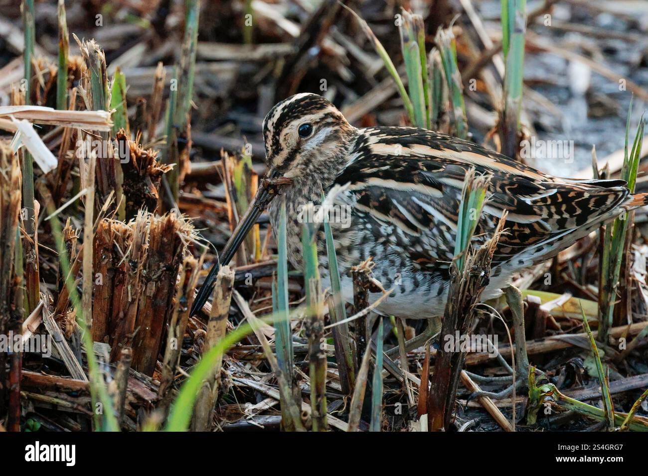 Cassone gnocchiato Snipe Gallinago x2 con becco dritto molto lungo piumaggio marrone buffastro striato da linee bianche e nere strisce scure sulla testa in canne tagliate Foto Stock